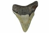 Serrated, Fossil Megalodon Tooth - North Carolina #274008-1